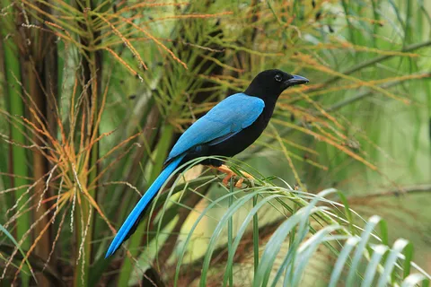 Cancun: Tour particular de observação de aves