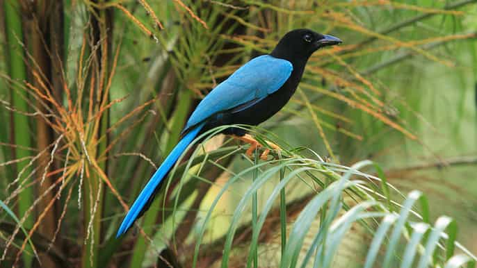 cancun private birdwatching tour
