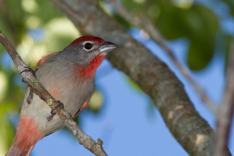 Cancun: privétour vogels kijken