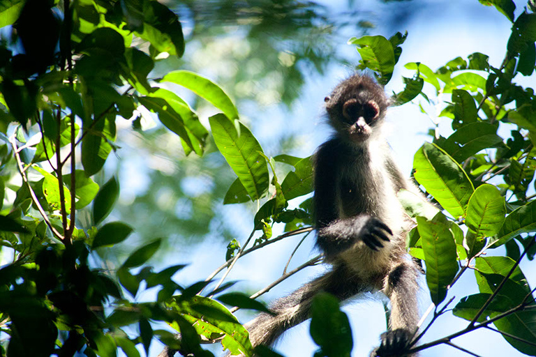 Jungle Adventure at Punta Laguna from Cancun