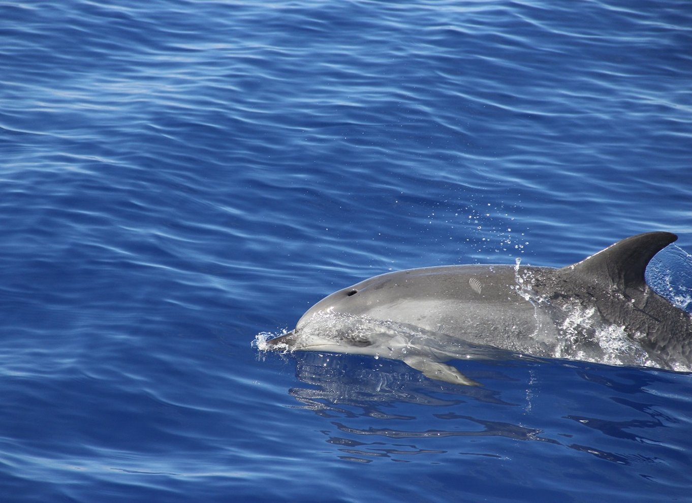 Fra Funchal: Delfin- og hvalsafari på Madeira