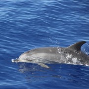 From Funchal: Madeira Dolphin and Whale Watching Tour