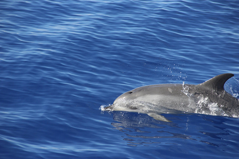 Ab Funchal: Delfin- und Whale-Watching-Tour auf Madeira