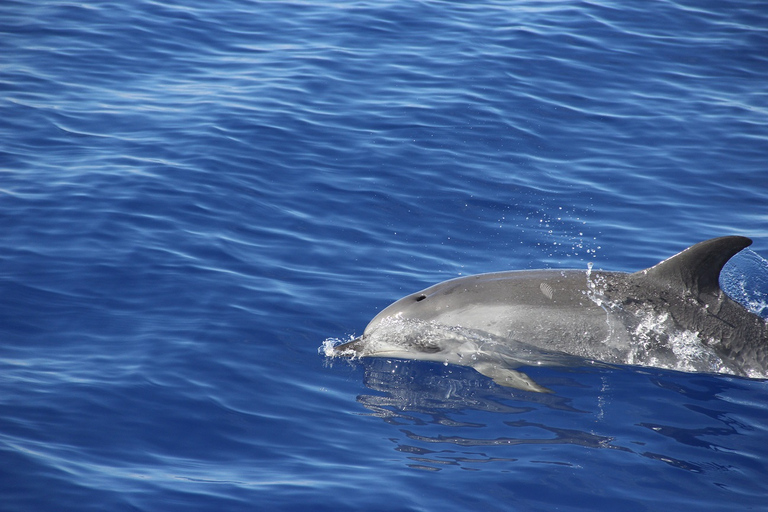 Från Funchal: Delfin- och valsafari vid Madeiras kust