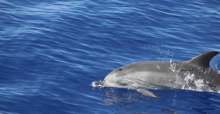 Madeira: Delfine und Wale beobachten ab Funchal