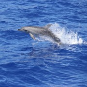 Madeira: Delfine und Wale beobachten ab Funchal