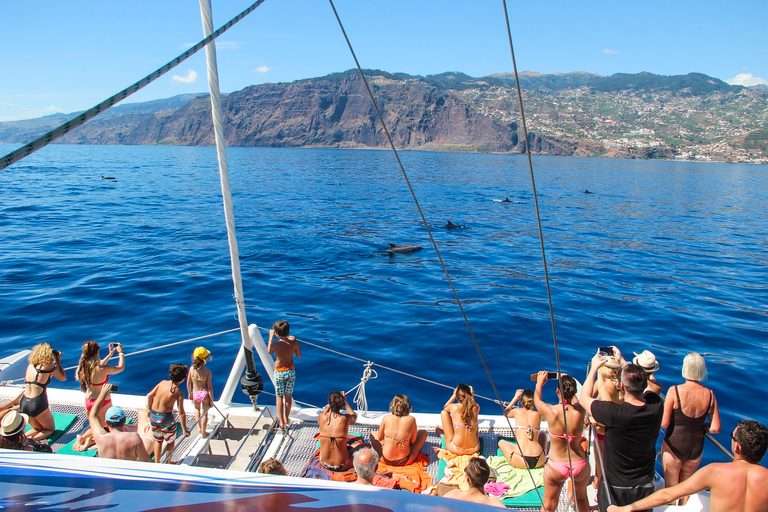 From Funchal: Madeira Dolphin and Whale Watching Tour