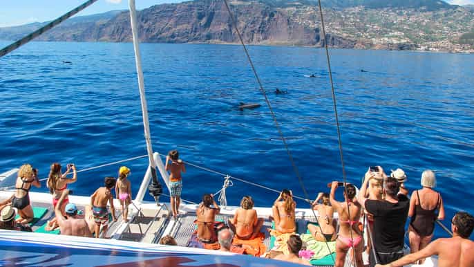 madeira avvistamento di balene e delfini da funchal