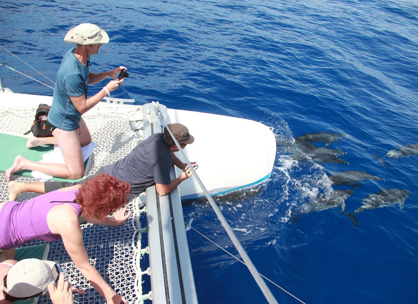 Fra Funchal: Delfin- og hvalsafari på Madeira