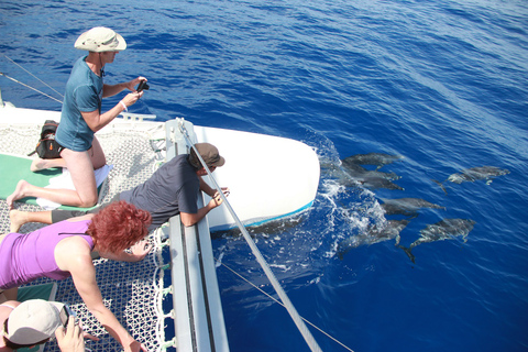 Ab Funchal: Delfin- und Whale-Watching-Tour auf Madeira