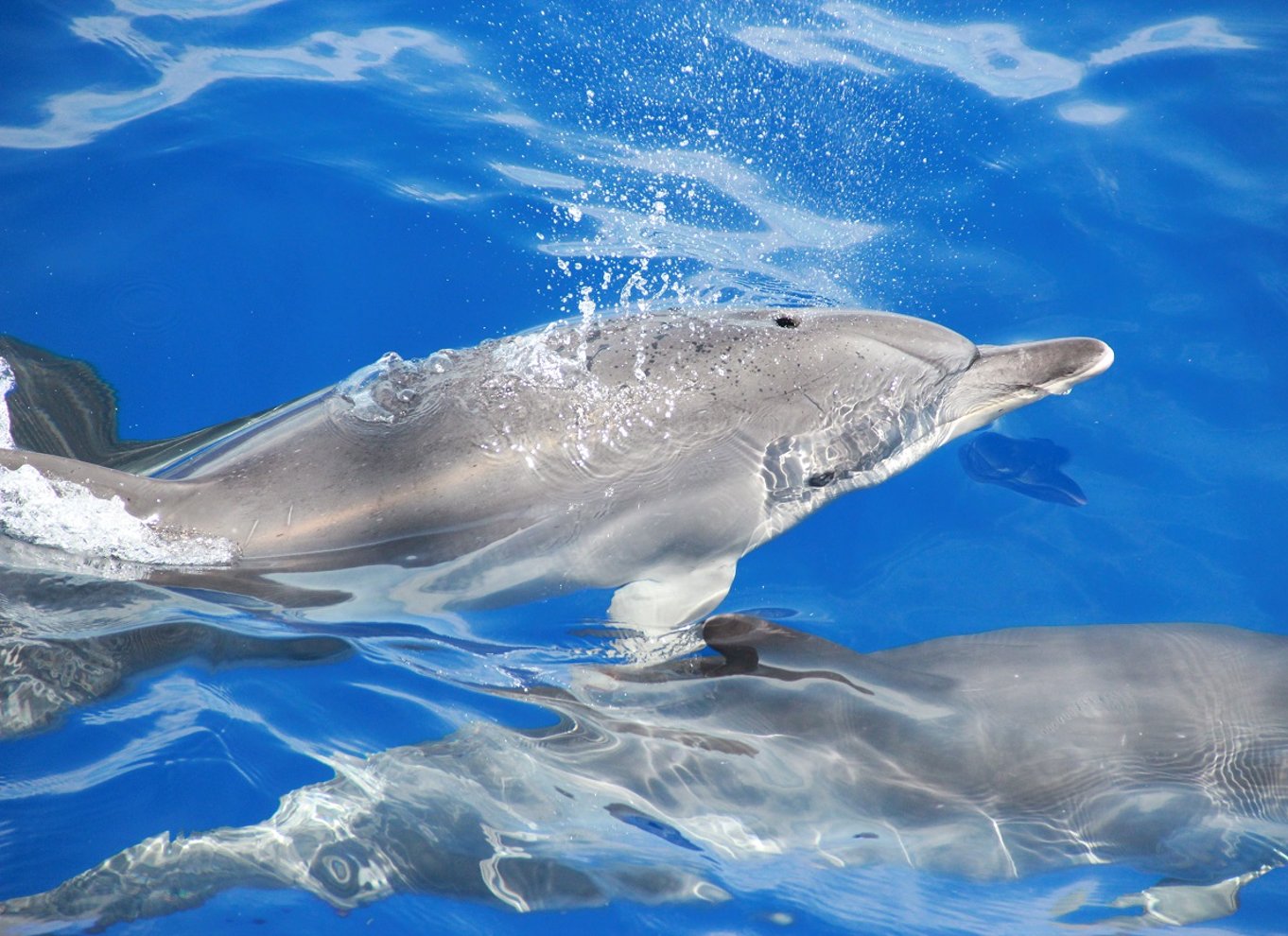 Fra Funchal: Delfin- og hvalsafari på Madeira