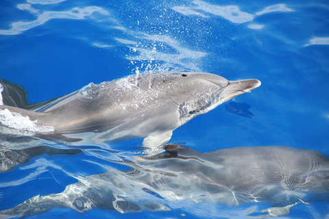 Från Funchal: Delfin- och valsafari vid Madeiras kust