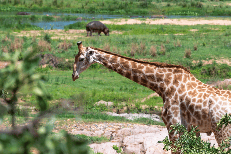 Da Cidade do Cabo ao Kruger: Safári de 3 dias no Parque Kruger