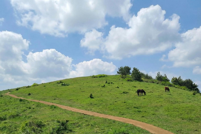 Jeju: Day Tour, Small Volcano & Landmark & UNESCO Heritage Private Day Tour 5hr (Just Car Charter/Not including ticket)