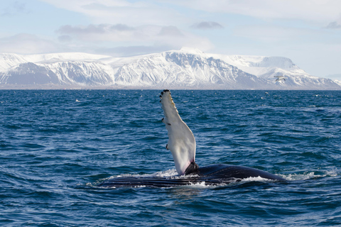 Akureyri: Goðafoss Waterfall and Whale Watching Tour