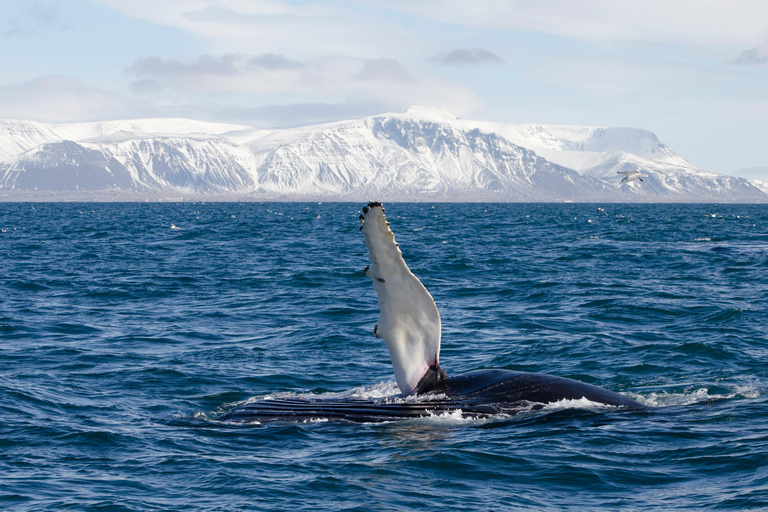 Akureyri: Goðafoss Waterfall and Whale Watching Tour