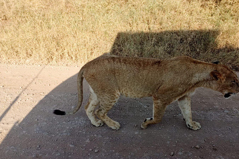 4 of the Big 5 Nairobi National Park Game Drive Nairobi National Park Half-day Game Drive