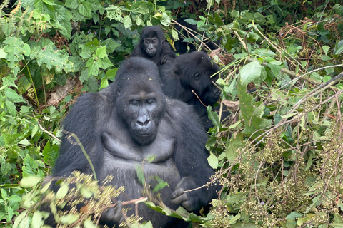 3-Day Congo (DRC) Lowland Gorilla Tracking from Rwanda English