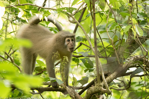 Kilimandscharo: Materuni-Wasserfälle & Kaffeetour mit LunchWasserfälle und Kaffeetour mit Abholung in Arusha