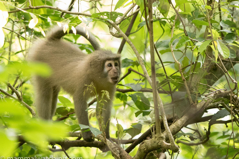 Kilimandscharo: Materuni-Wasserfälle & Kaffeetour mit LunchWasserfälle und Kaffeetour mit Abholung in Arusha