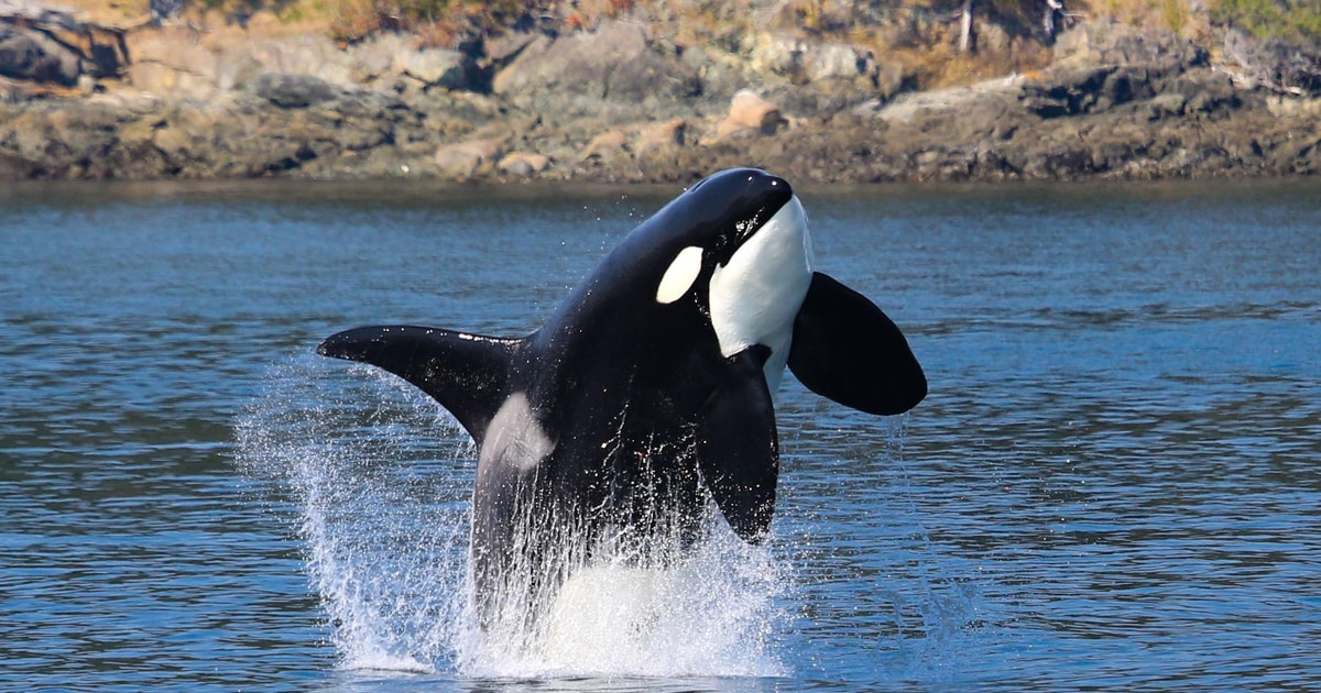 Orcas Island: Orca Whales guaranteed boat tour - 2026 (Verified