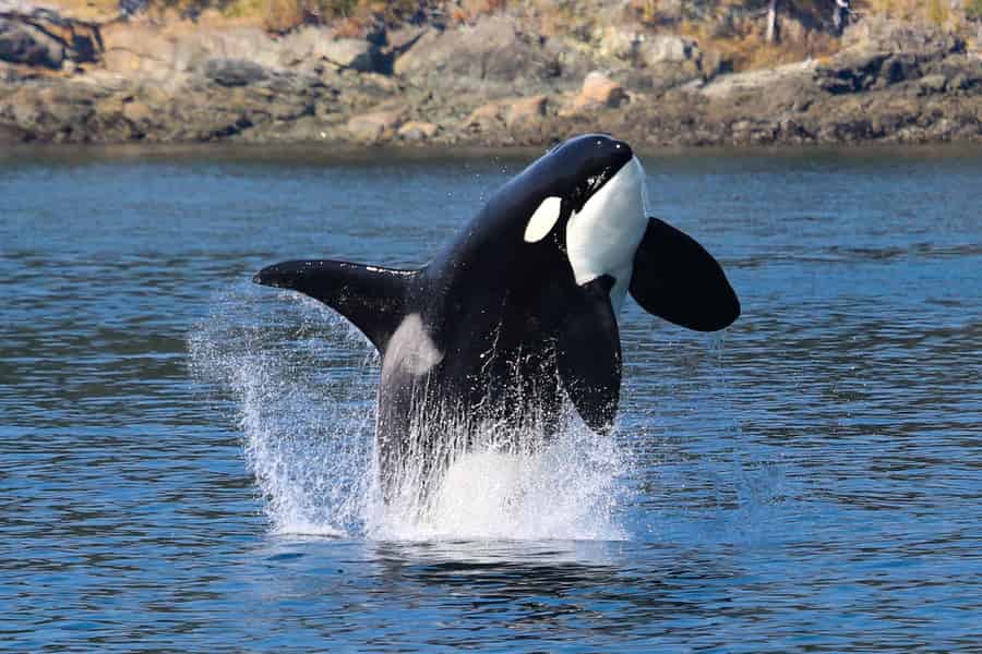 Orcas Island: Orca Whales garantierte Bootstour. Foto: GetYourGuide Orcas Island: Orca Whales garantierte Bootstour. Foto: GetYourGuide