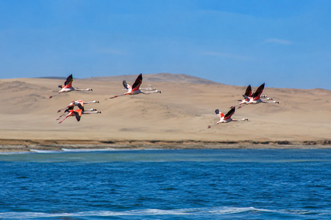 Paracas National Reserve Group Tour from Paracas