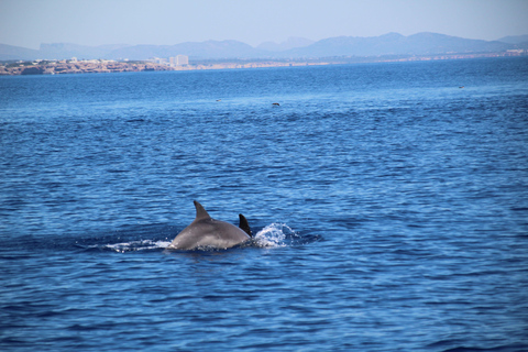 Cala d'Or: Dolphin sightseeing tour with dolphin watching Cala d'Or: Sightseeing tour with dolphin watching
