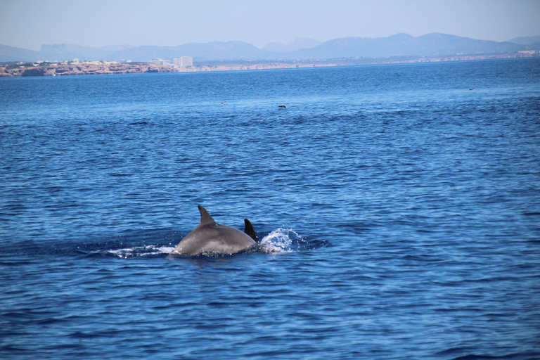 Cala d'Or: Dolphin sightseeing tour with dolphin watching Cala d'Or: Sightseeing tour with dolphin watching