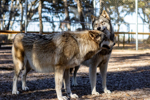 Orlando: Guided Wildlife Sanctuary Animal Encounter Tour Lakeland: Guided Wildlife Sanctuary Animal Encounter Tour