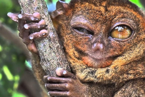 Bohol: Premium Chocolate Hills, Tarsiers &amp; River Experience