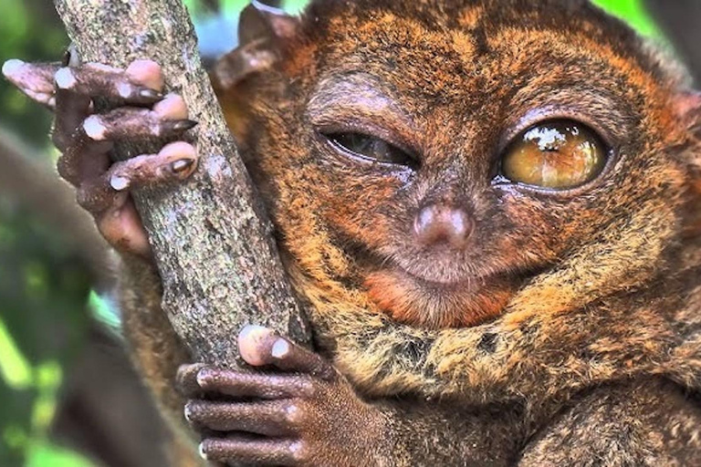 Bohol: Premium Chocolate Hills, Tarsiers &amp; River Experience