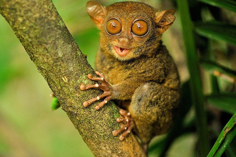 Bohol: Premium Chocolate Hills, Tarsiers &amp; River Experience