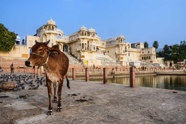 Excursión de un día a Jaipur desde Delhi por autopistaCoche privado con conductor, guía y entradas a los monumentos