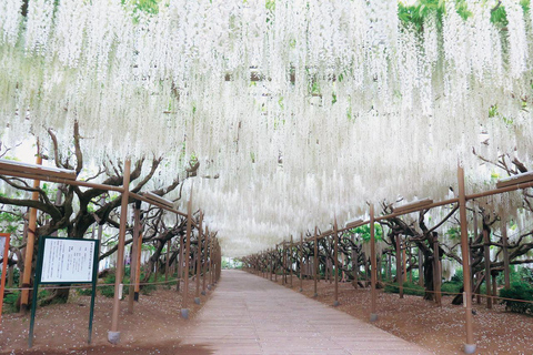 From Tokyo: Ashikaga Flower Park and Hitachi Park Tour