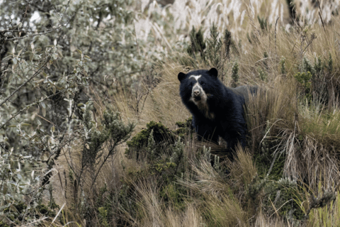 Paramo e Foresta Nuvolosa: Spedizione con l&#039;orso andino