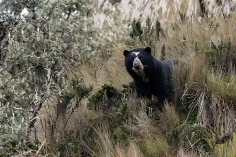 Paramo e Foresta Nuvolosa: Spedizione con l'orso andino