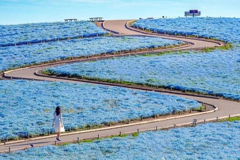 From Tokyo: Ibaraki Day Tour Blue Flower Sea & Ocean Torii - 2026
