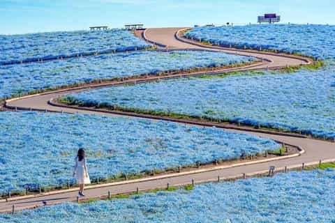 From Tokyo: Ibaraki Day Tour Blue Flower Sea & Ocean Torii - 2026