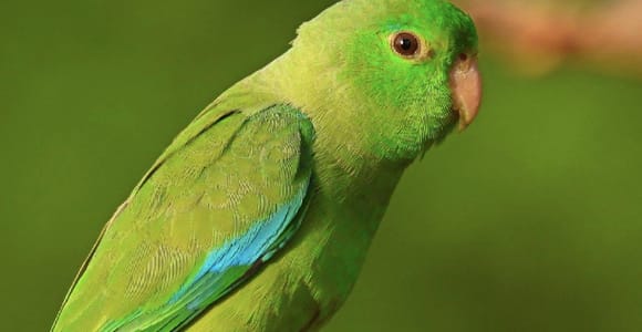 Cartagena: Tropical Dry Forest Private Birdwatching Tour