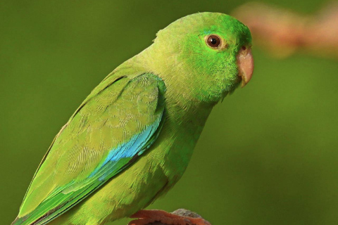 Kartagena: prywatna wycieczka z obserwacją ptaków w tropikalnym lesie suchymKartagena: Prywatna wycieczka z obserwacją ptaków w tropikalnym lesie suchym