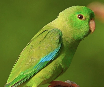 Cartagena: Tropical Dry Forest Private Birdwatching Tour