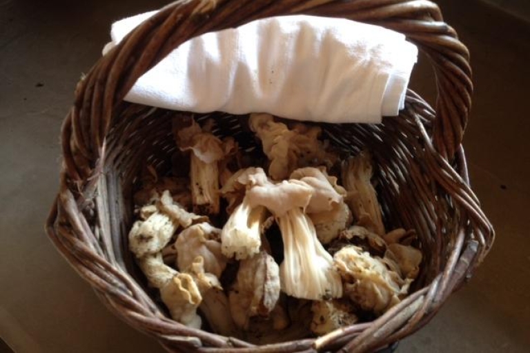 Provence: Mushroom Hunting with Outdoor Breakfast