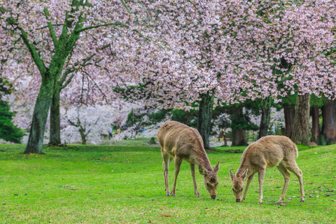 From Kyoto or Osaka: Kyoto and Nara Private Customize Trip