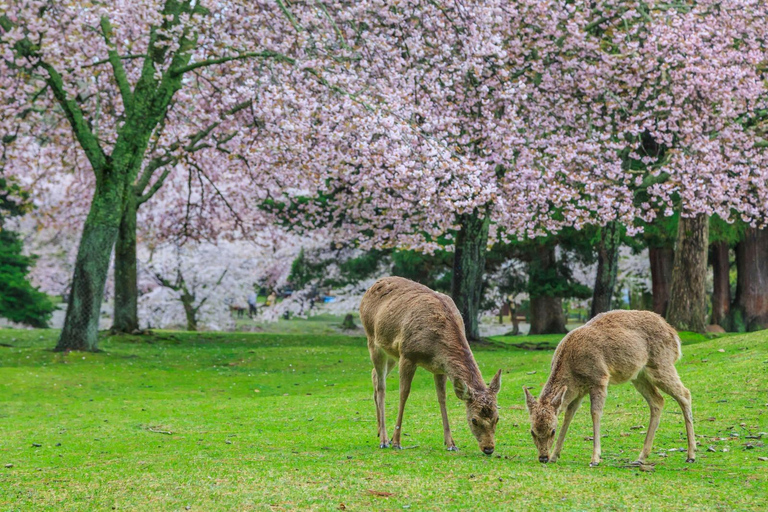 From Kyoto or Osaka: Kyoto and Nara Private Customize Trip