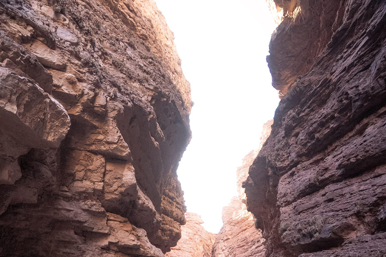 Cafayate: Tour de dia completo por bodegas y degustacion de vinos