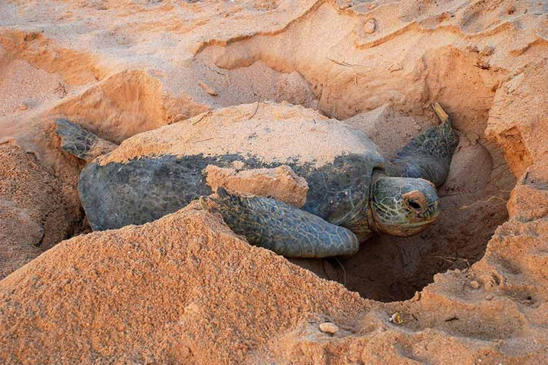 Från Muscat: 2 dagar, 1 natt i Ras Al Hadd