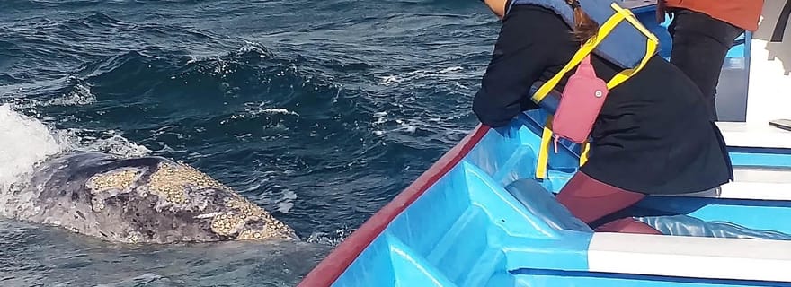 Observation des baleines grises à Mag Bay depuis Loreto