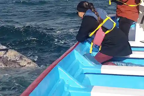 Grey Whale Watching at Mag Bay From Loreto