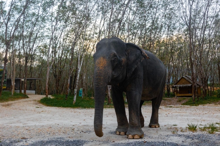 Desde Phuket: visita al santuario ético de elefantes en Phang Nga